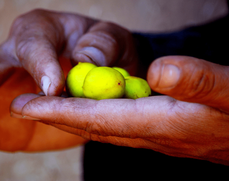 Argannüsse in Hand